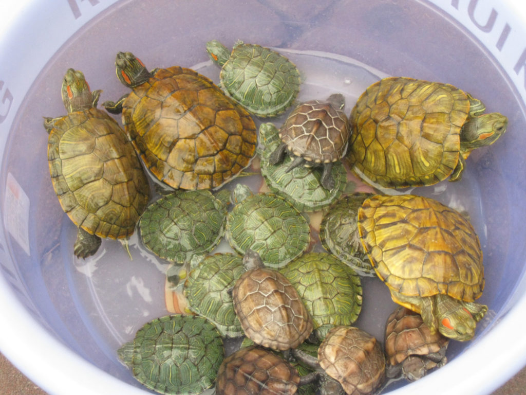 turtles for sale on the street